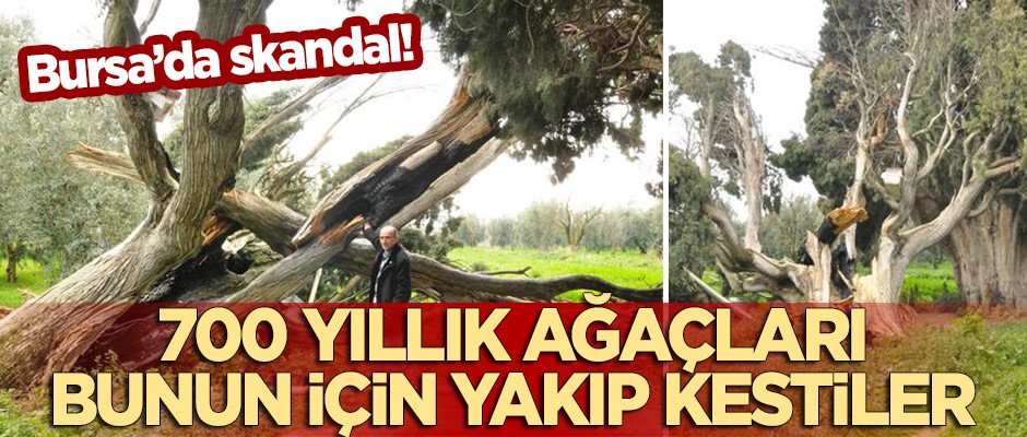 Bursa'da skandal: 700 yıllık ağaçları bunun için yakıp, kestiler!