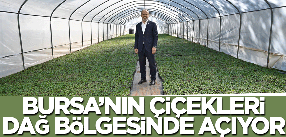 Bursa’nın çiçekleri, dağ bölgesinde açıyor