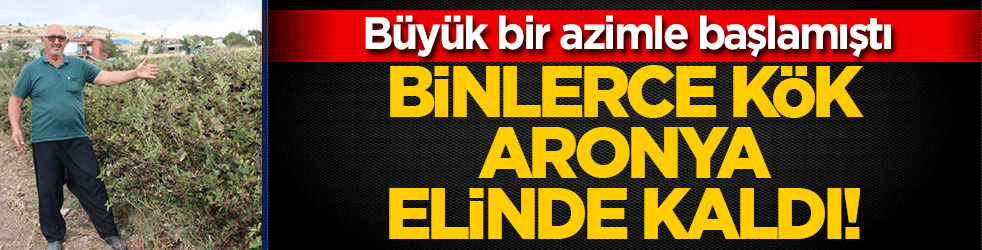 Büyük bir azimle başlamıştı: Binlerce kök aronya elinde kaldı