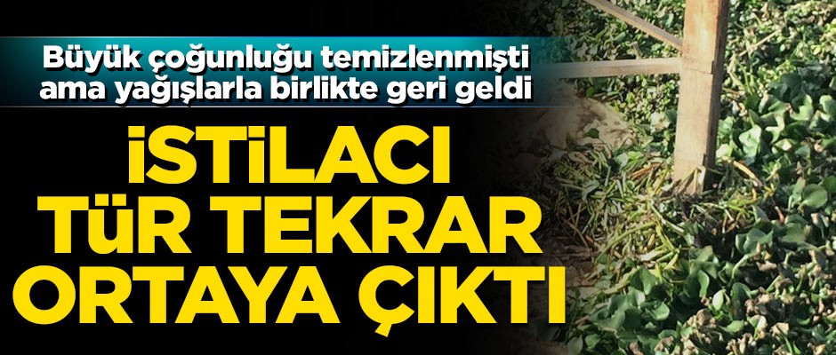 Büyük oranda temizlenmişti... İstilacı tür, yağışlarla birlikte tekrar ortaya çıktı