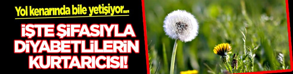 Büyük şifa kaynağı: Kimse yüzüne bakmıyor: Yol kenarında bile yetişiyor! Diyabetlilerin kurtarıcısı