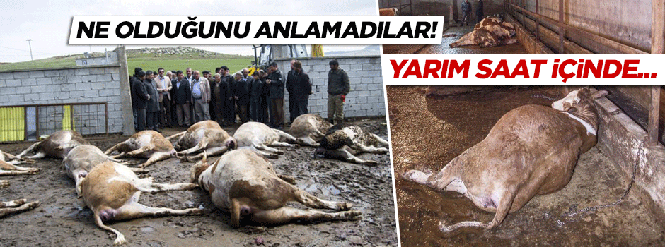 Büyükbaş hayvanlar yarım saatte telef oldu