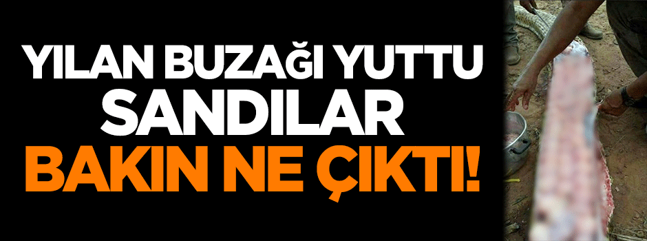 Buzağı yuttu sandılar ama bakın ne çıktı!