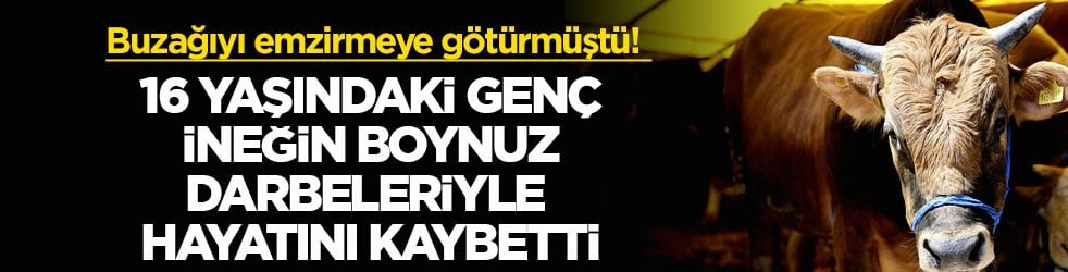 Buzağıyı emzirmeye götürmüştü! 16 yaşındaki genç ineğin boynuz darbeleriyle hayatını kaybetti