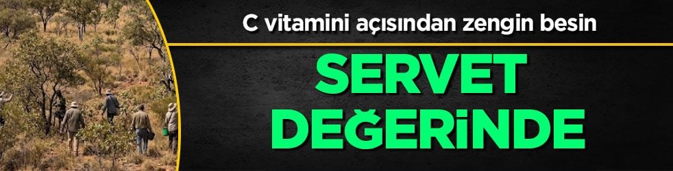 C vitamini açısından zengin: Dağlardan toplanan bu meyveyi yerken dikkat! Gramı bile servet değerinde