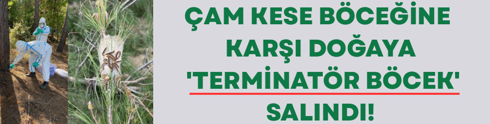 Çam kese böceğine karşı doğaya 'terminatör böcek' salındı