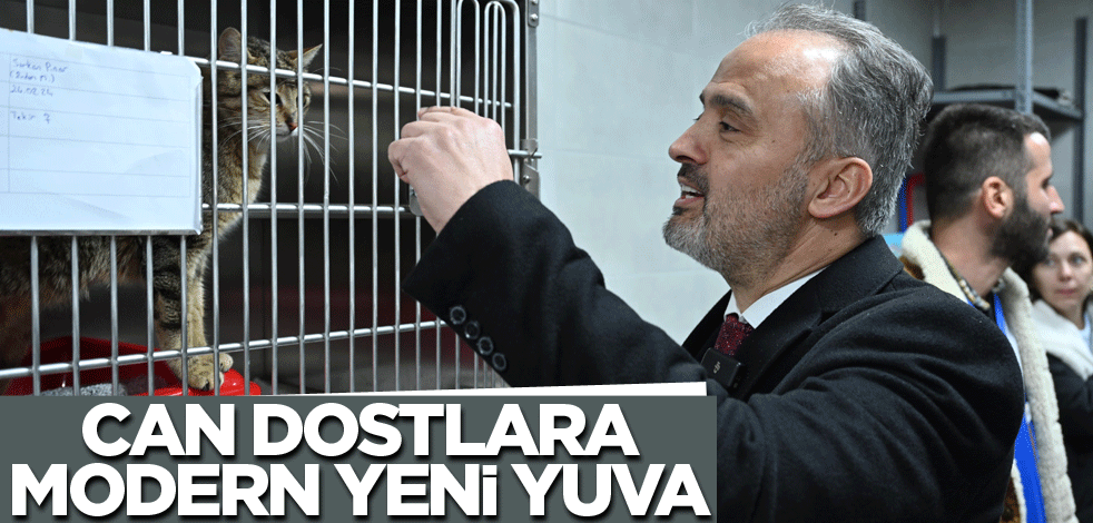 Can dostlara modern yeni yuva