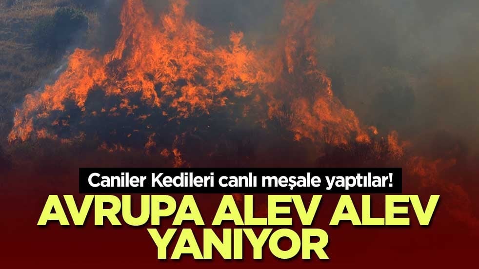 Caniler Kedileri canlı meşale yaptılar! Avrupa alev alev yanıyor