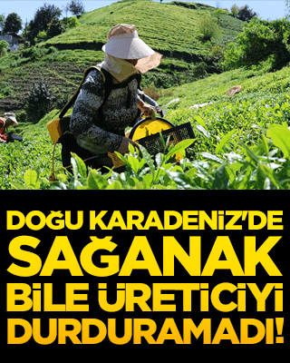 Çay müstahsili yağmura rağmen bayram tatilinde bahçeye koştu!