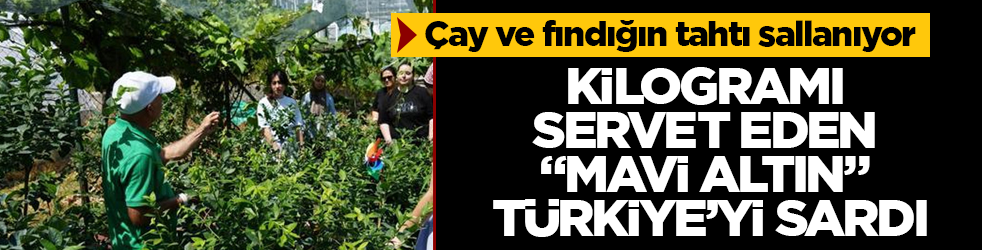 Çay ve fındığın tahtı sallanıyor: Kilogramı servet eden "mavi altın" Türkiye’yi sardı