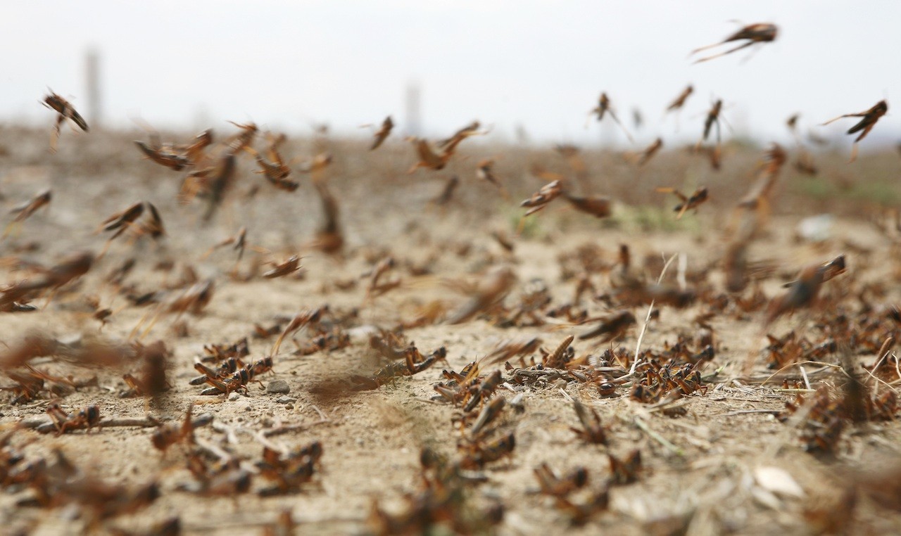 Çekirge istilası nedir? Çekirge istilası Kur'an'da geçiyor mu?