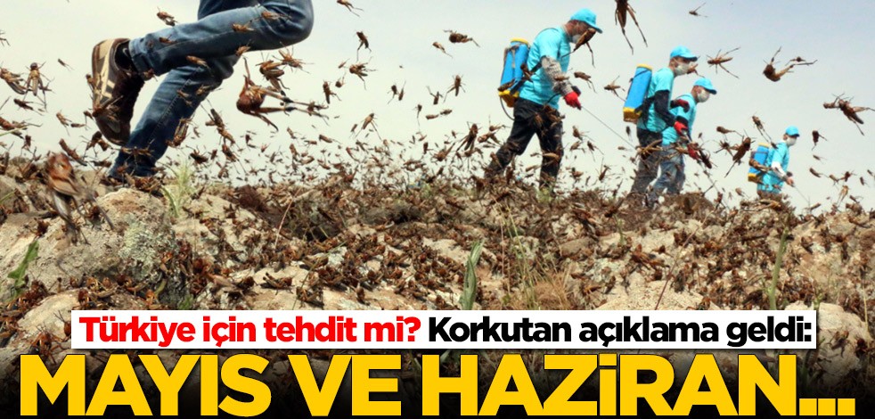 Çekirge istilası Türkiye için tehdit mi? Uzman isimlerden flaş sözler