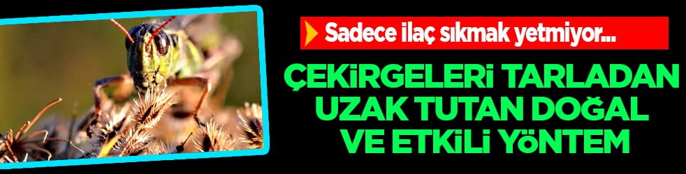 Çekirgeleri tarladan uzak tutan bu etkili ilaçla çıkar... Kimyasallara para vermeyin, benzeri yok