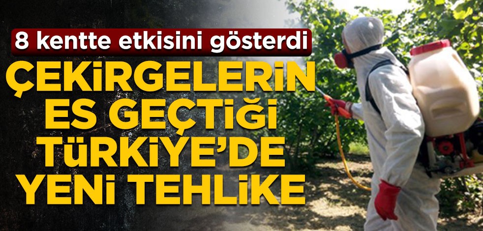Çekirgelerin es geçtiği Türkiye’de yeni tehlike! 8 kentte etkisini gösterdi