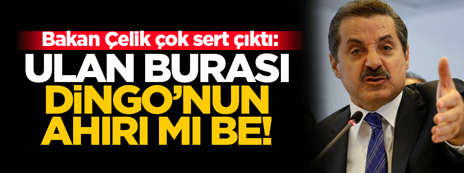Çelik: Ulan burası Dingo'nun ahırı mı be?