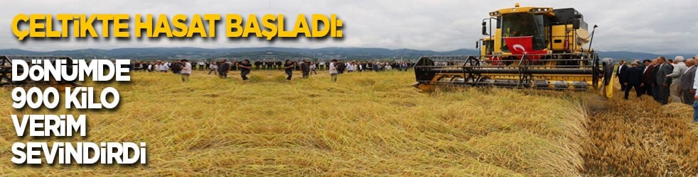 Çeltikte hasat başladı: Dönümde 900 kilo verim sevindirdi