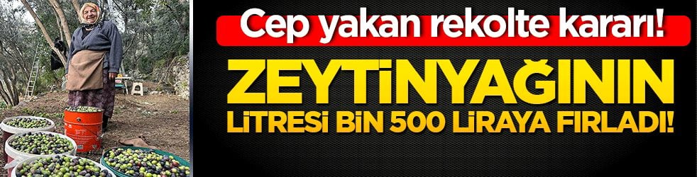 Cep yakan rekolte kararı! Zeytinyağının litresi bin 500 liraya fırladı!
