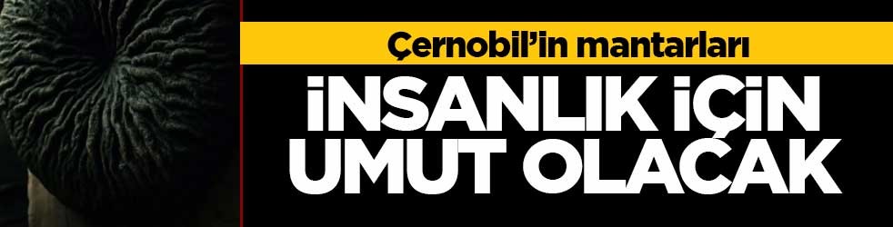 Çernobil'in radyasyon yiyen siyah mantarı insanlık için umut olabilir