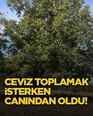 Ceviz toplamak isterken canından oldu!