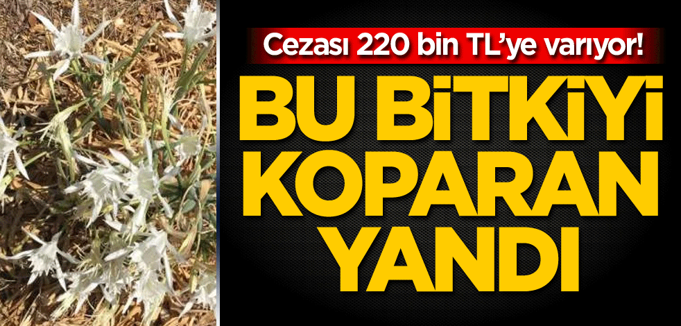 Cezası 220 bin TL’ye varıyor! Bu bitkiyi koparan yandı