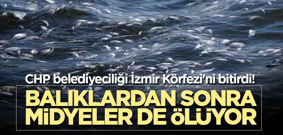 CHP belediyeciliği İzmir Körfezi'ni bitirdi! Balıklardan sonra midyeler de ölüyor