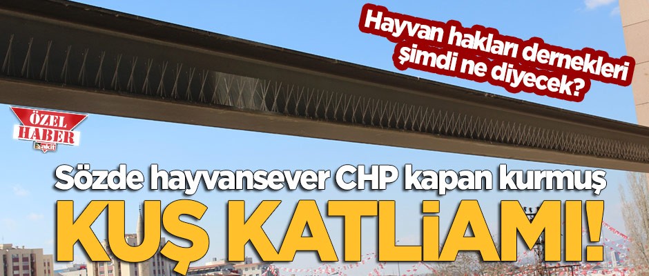CHP Genel Merkezinde kuş kapanı!