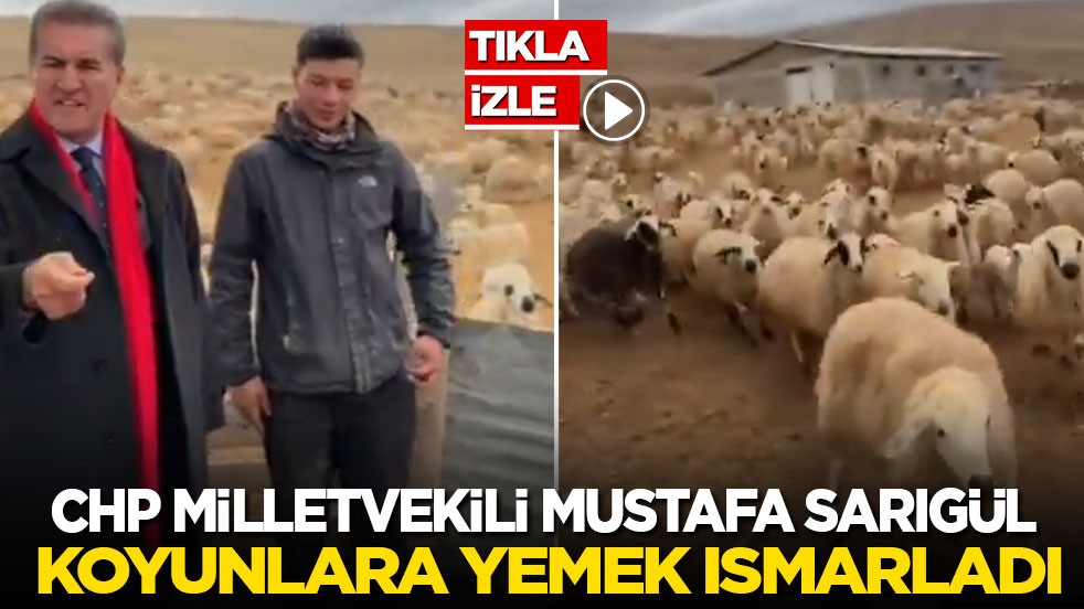 CHP milletvekili Mustafa Sarıgül koyunlara saman ısmarladı!