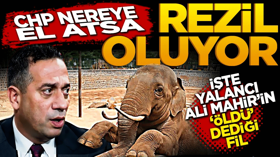 CHP nereye el atsa rezil oluyor! İşte yaşancı Ali Mahir’in ÖLDÜ dediği fil