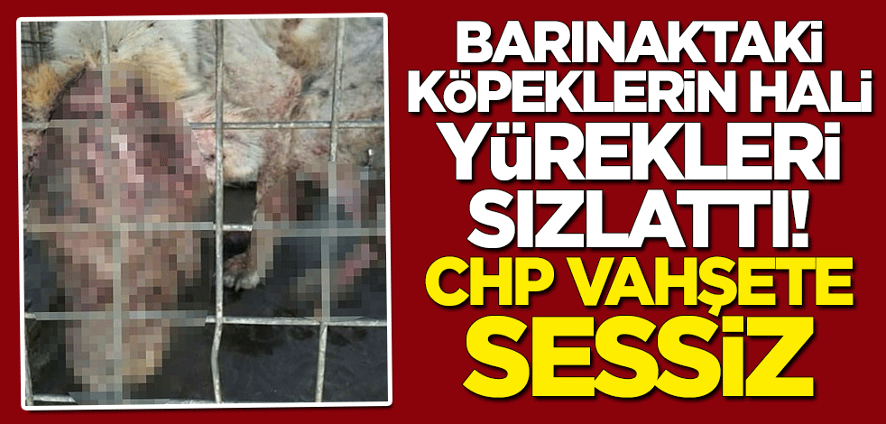 CHP vahşete sessiz! Hayvan barınağındaki köpeklerin içler acısı hali büyük tepki topladı