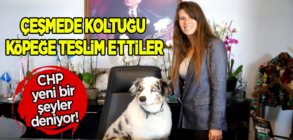CHP yeni bir şeyler deniyor! Çeşmede koltuğu köpeğe teslim ettiler