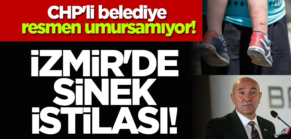 CHP'li belediye resmen umursamıyor! İzmir'de sinek istilası!
