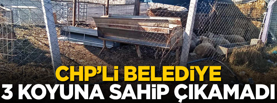 CHP’li belediye üç koyuna sahip çıkamadı