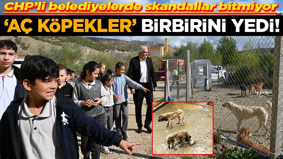 CHP’li belediyelerde skandallar bitmiyor "Aç köpekler" birbirini yedi!