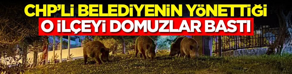 CHP’li belediyenin yönettiği o ilçeyi domuzlar bastı