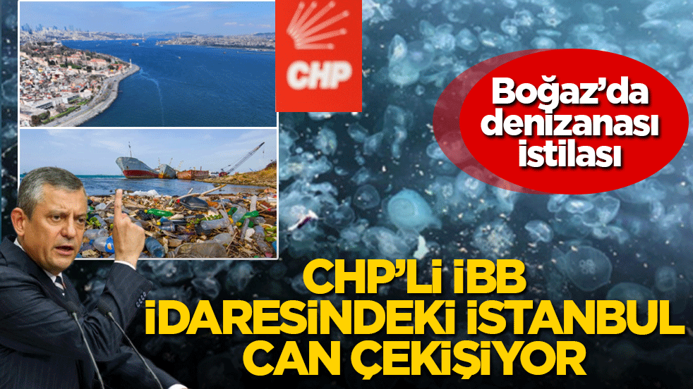 CHP'li İBB idaresindeki İstanbul can çekişiyor: Boğaz’da denizanası istilası