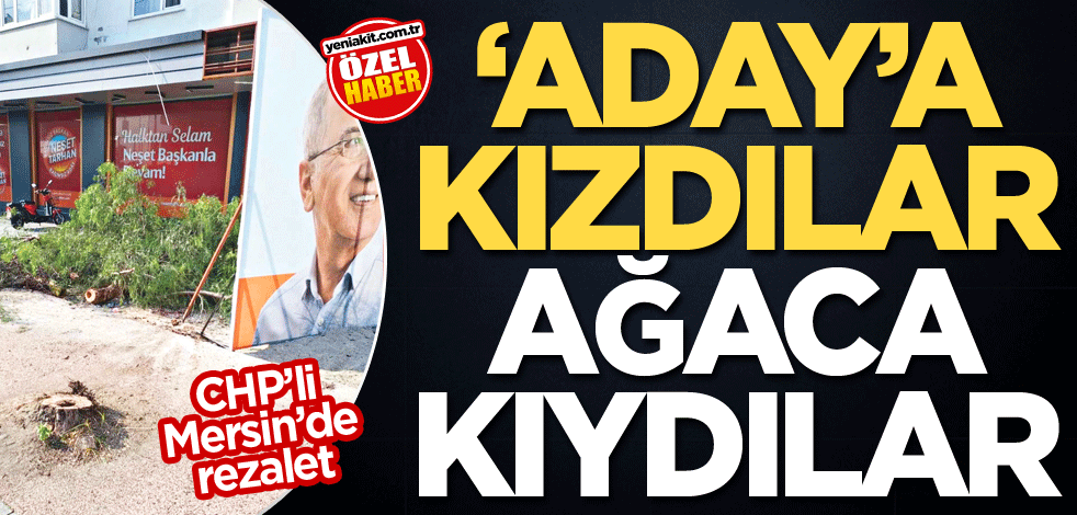 CHP’li Mersin'de rezalet! ‘Aday’a kızdılar ağaca kıydılar