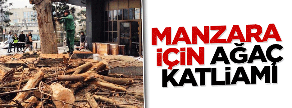 CHP'li Şişli Belediyesi otel için ağaç katletti