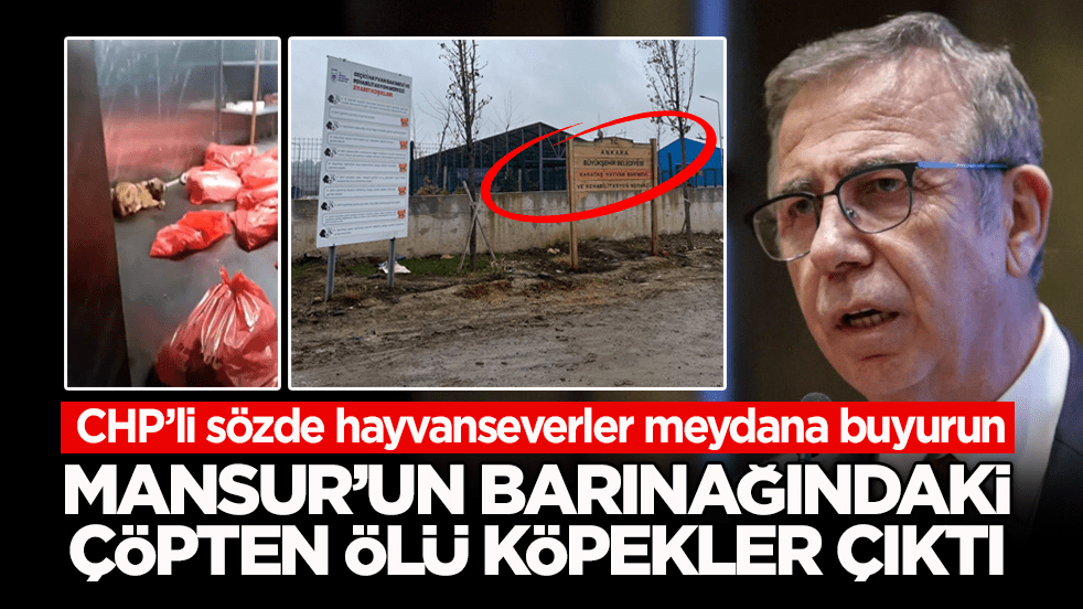 CHP’li sözde hayvanseverler meydana buyurun? Mansur’un barınağındaki çöpten ölü köpekler çıktı