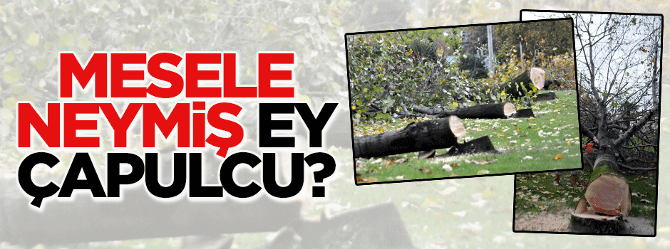 CHP'li Yalova Belediyesi 180 ağacı katletti