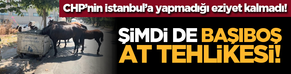 CHP&rsquo;nin İstanbul&rsquo;a yapmadığı eziyet kalmadı! Şimdi de başıboş at tehlikesi!