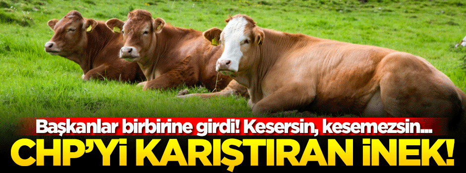 CHP'yi karıştıran Hollanda ineği!