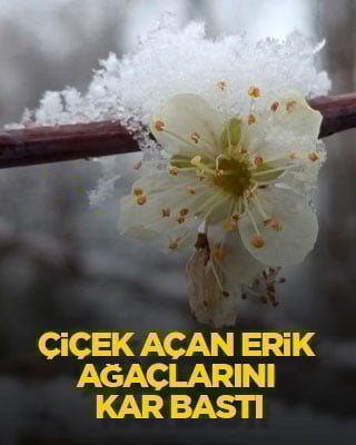 Çiçek açan erik ağaçlarını kar bastı