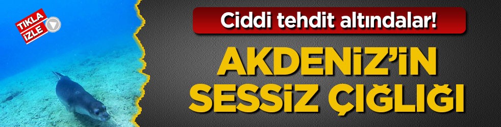 Ciddi tehdit altındalar! Akdeniz’in sessiz çığlığı