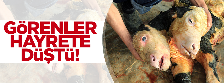 Çift başlı buzağı görenleri hayrete düşürdü