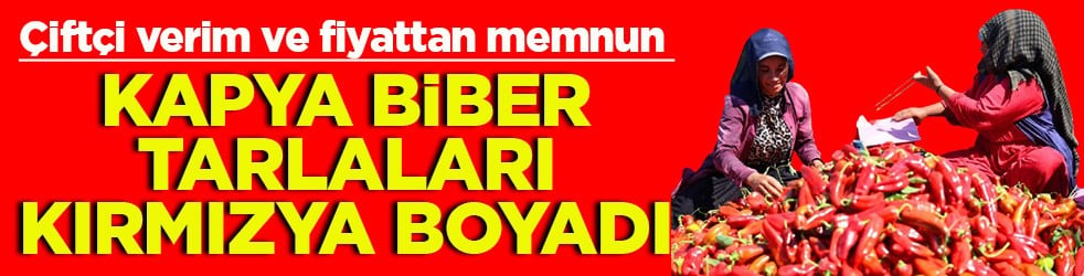 Çiftçi verim ve fiyattan memnun Kapya biber tarlaları kırmızıya boyadı