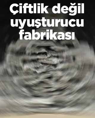 Çiftlik değil uyuşturucu fabrikası