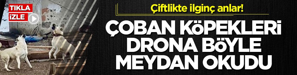Çiftlikte ilginç anlar! Çoban köpekleri drona böyle meydan okudu