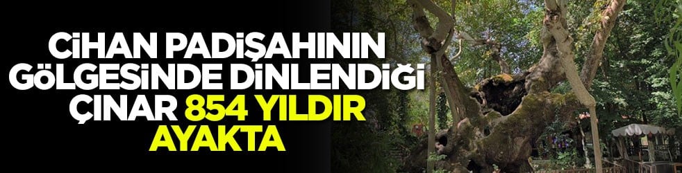Cihan padişahının gölgesinde dinlendiği çınar 854 yıldır ayakta