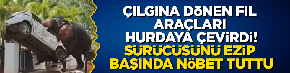 Çılgına dönen fil araçları hurdaya çevirdi, sürücüsünü ezip başında nöbet tuttu