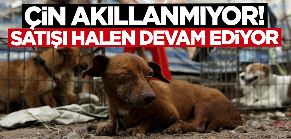 Çin akıllanmıyor! Salgının yayıldığı hayvan pazarlarında köpek satışları devam ediyor